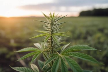 Chanvre et transition énergétique : une plante au service des alternatives durables