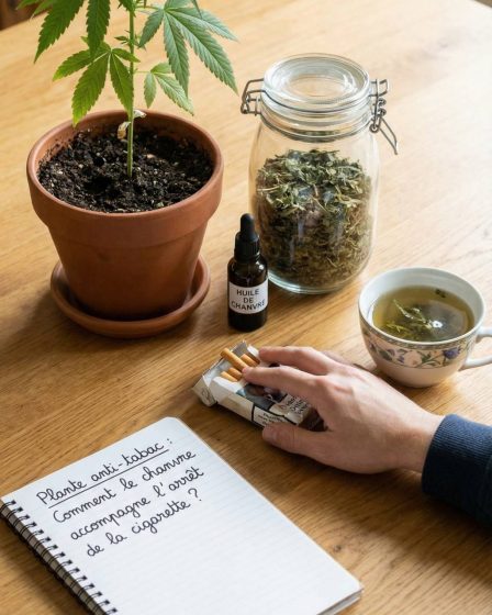 Plante anti tabac : comment le chanvre peut-il accompagner l’arrêt de la cigarette